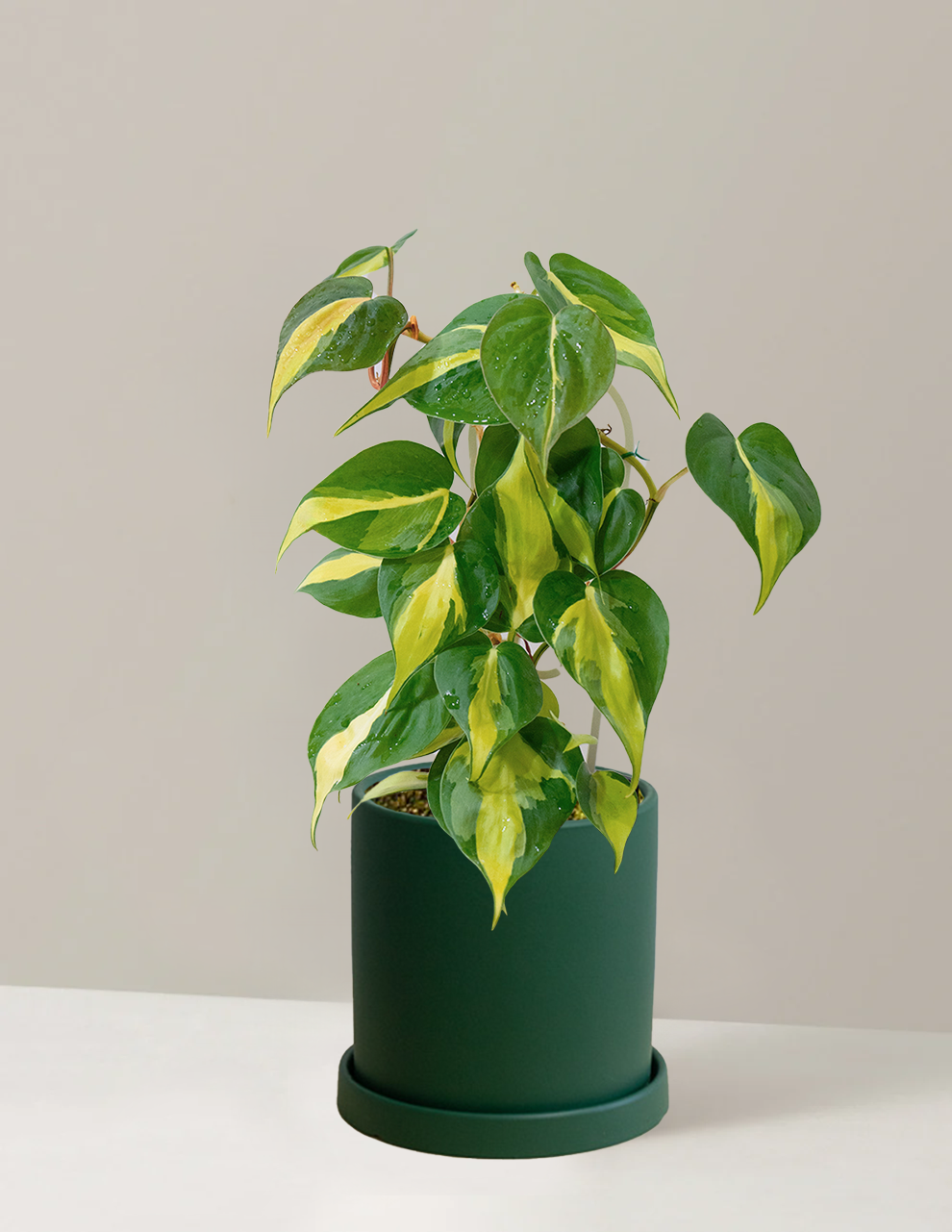 Philodendron Brasil