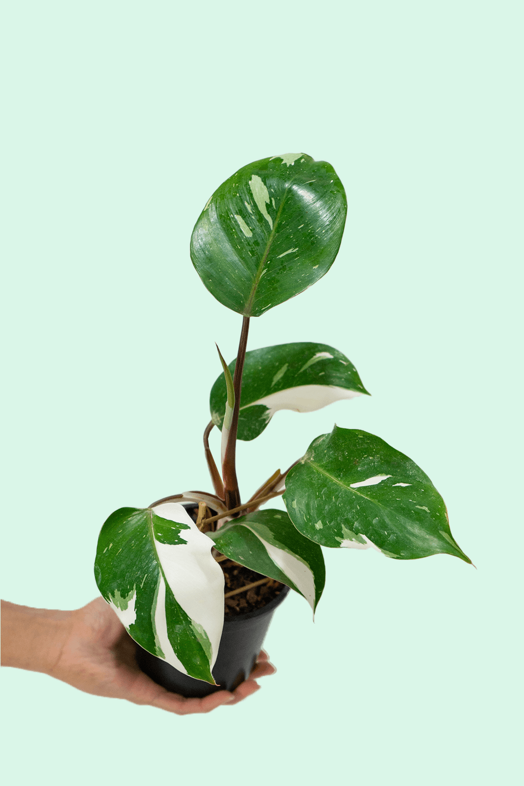 Philodendron White Knight | Plantgems