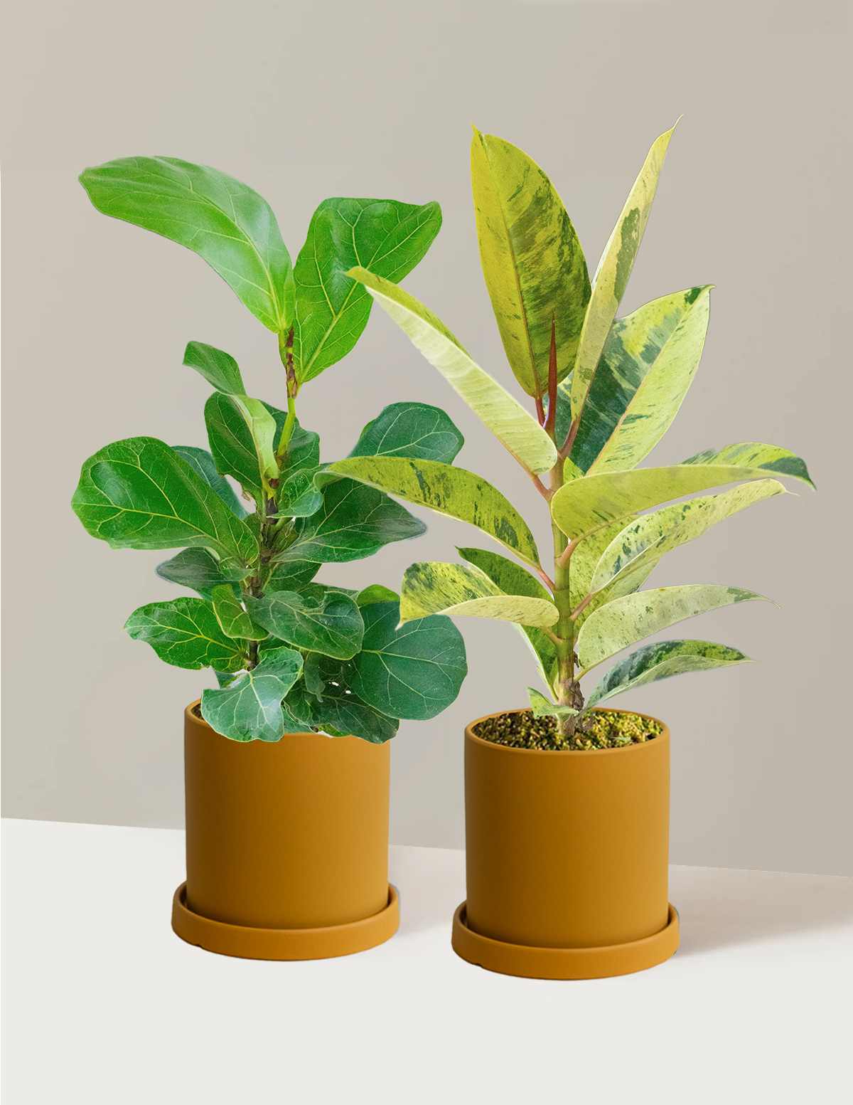 Rubber Tree Duo