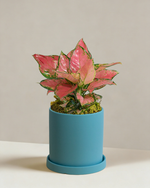 Aglaonema Auspicious Red