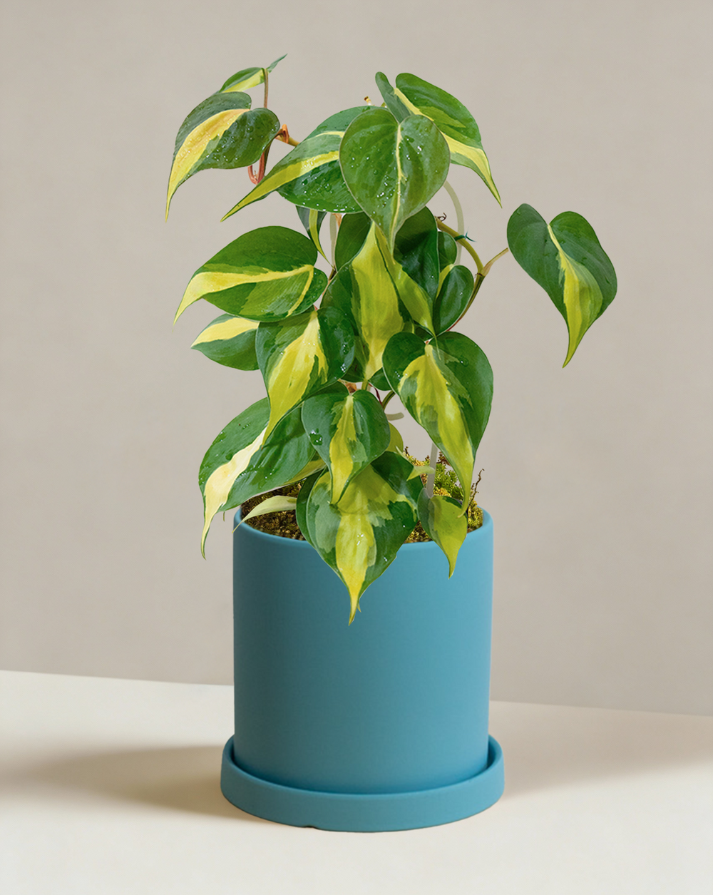 philodendron brasil variegated Philodendron Brasil | Variegated Heartleaf Plant