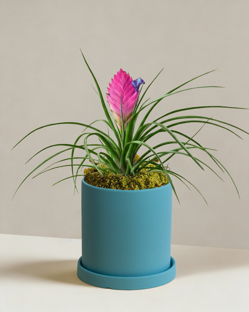 Tillandsia Cyanea