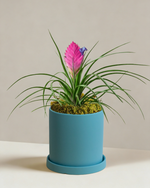 Tillandsia Cyanea