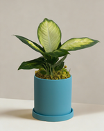 dieffenbachia marina Dieffenbachia Tropic Marina | Variegated Dumb Cane
