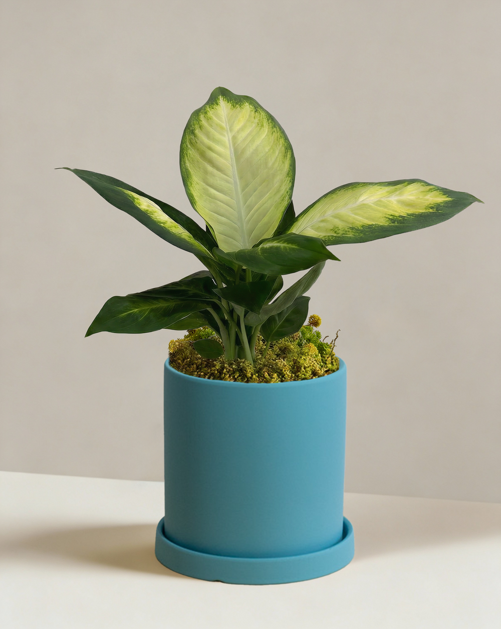 Dieffenbachia Tropic Marina