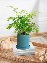 Maidenhair Fern 'Fragrantissimum'