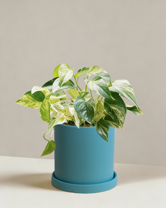Pothos Marble Queen