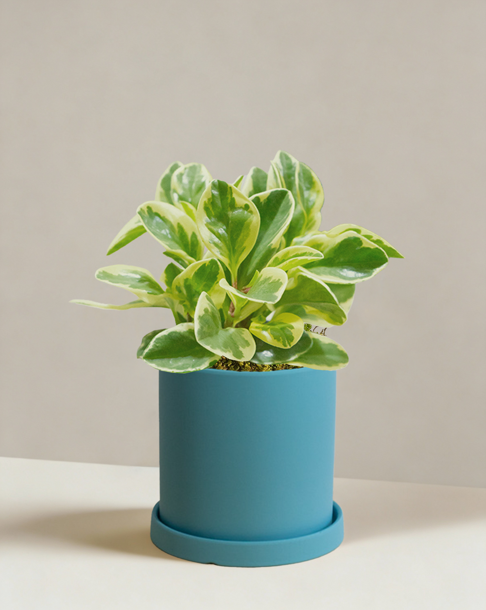 Peperomia Albo Marginata