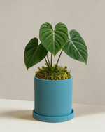 Philodendron Gloriosum