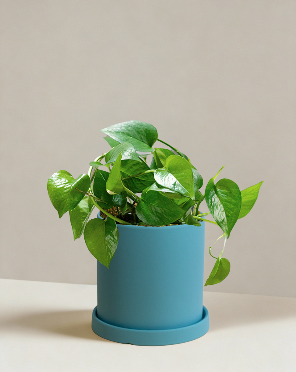 Pothos Green Dragon