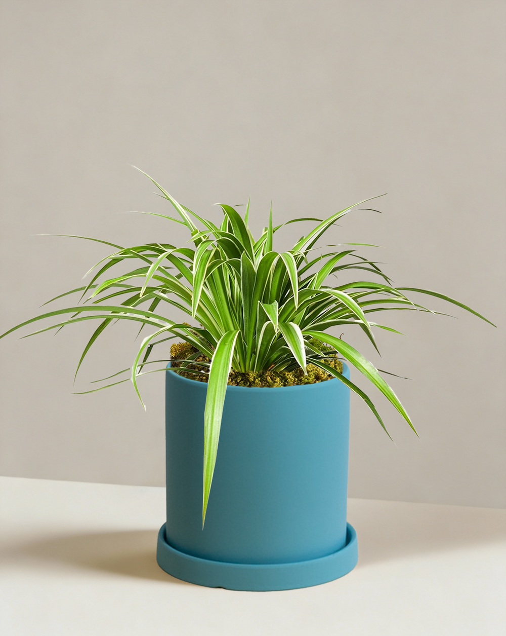 blue spider plant Spider Plant Variegated | Pet-Safe Indoor Plant