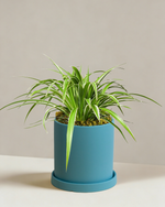Spider Plant