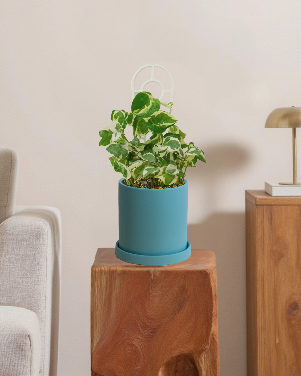 Pothos Snow Queen