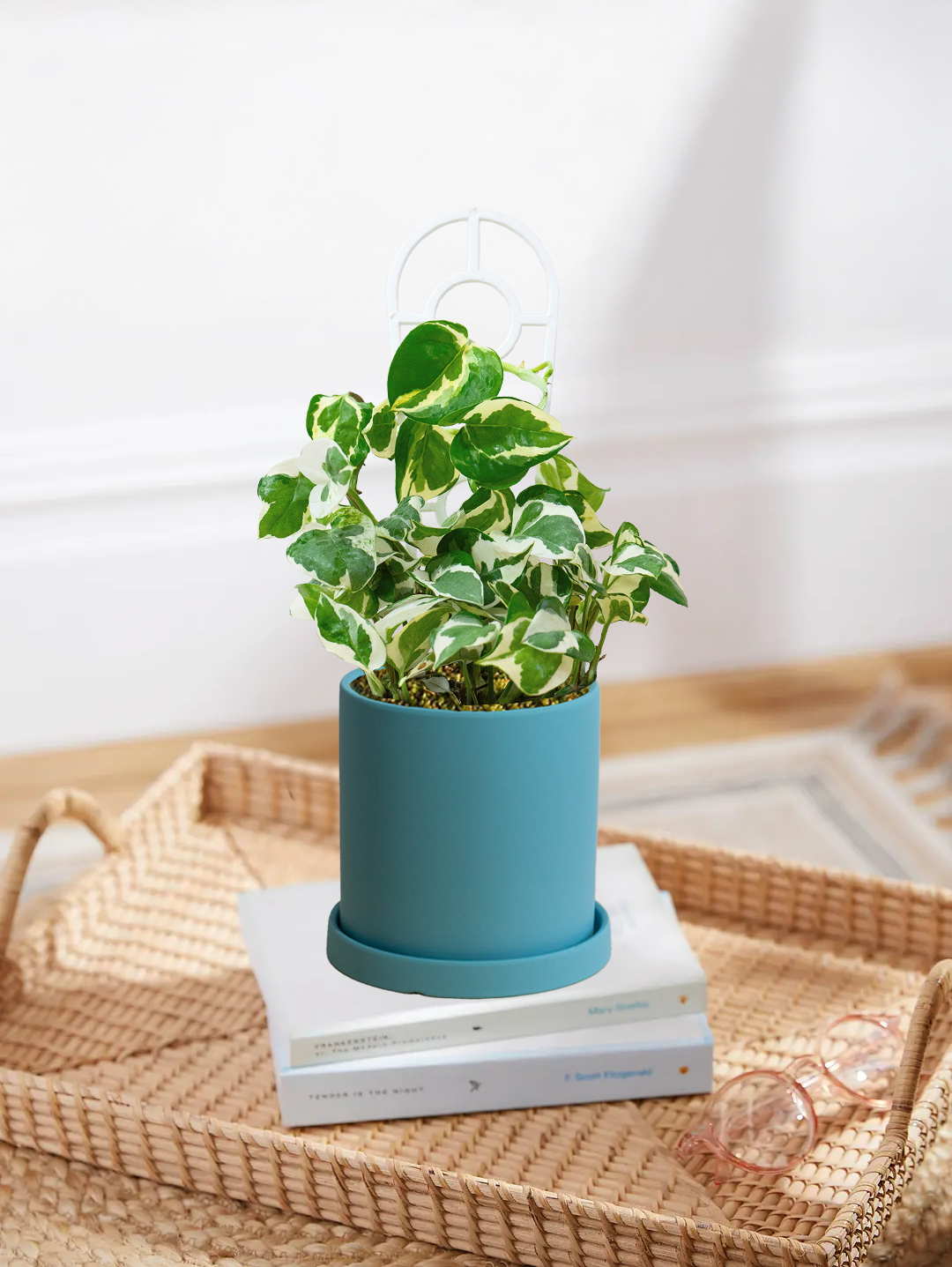 Pothos Snow Queen