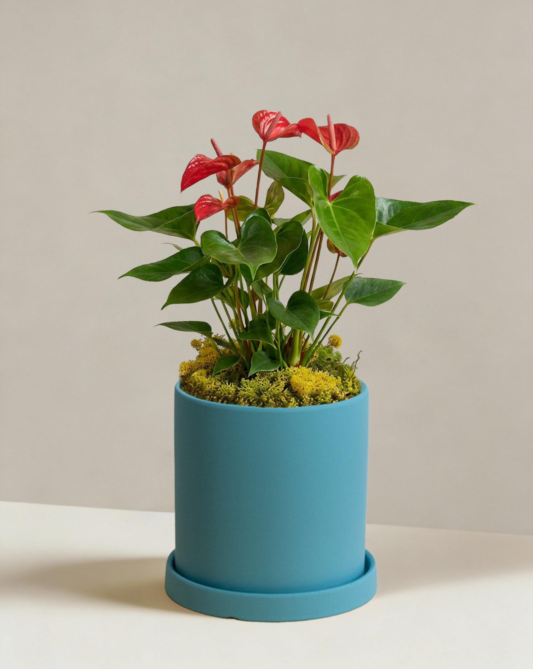 Red Anthurium | Flamingo Flower