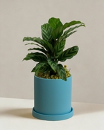 Calathea Freddy