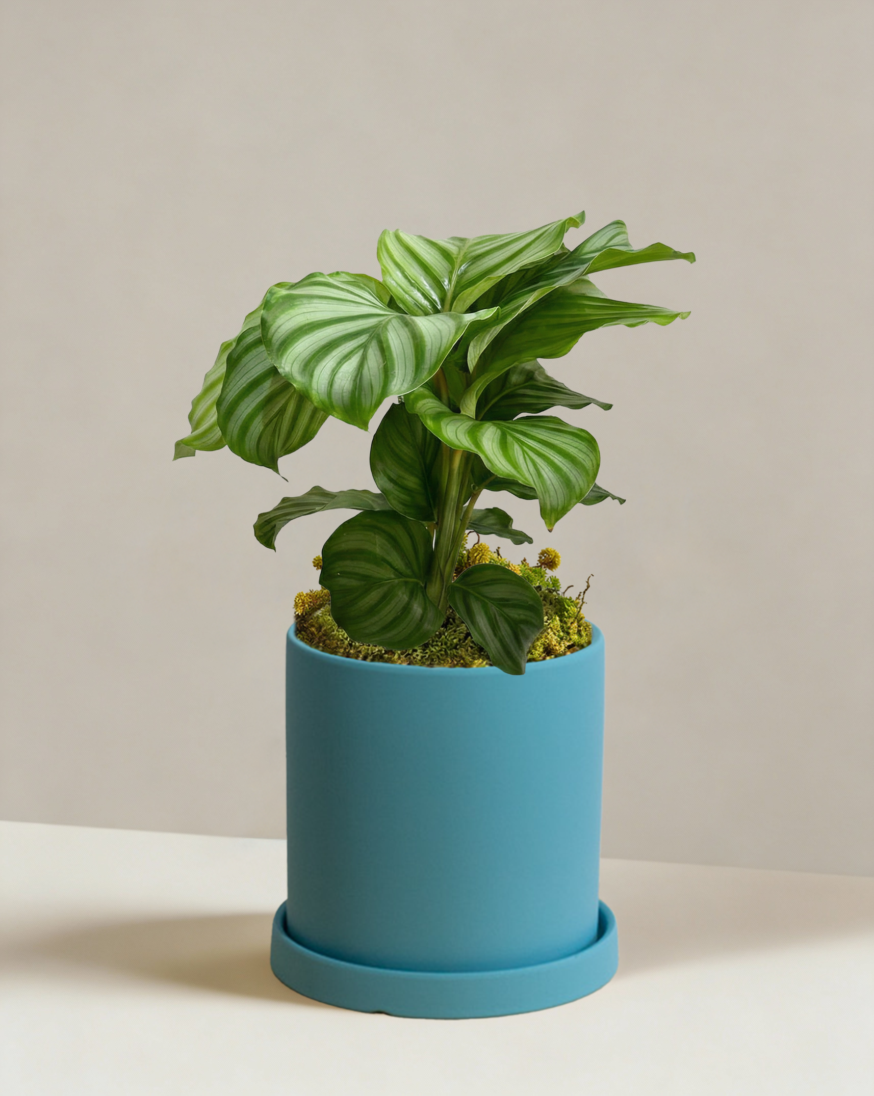Calathea Orbifolia | Round Leaf Prayer Plant