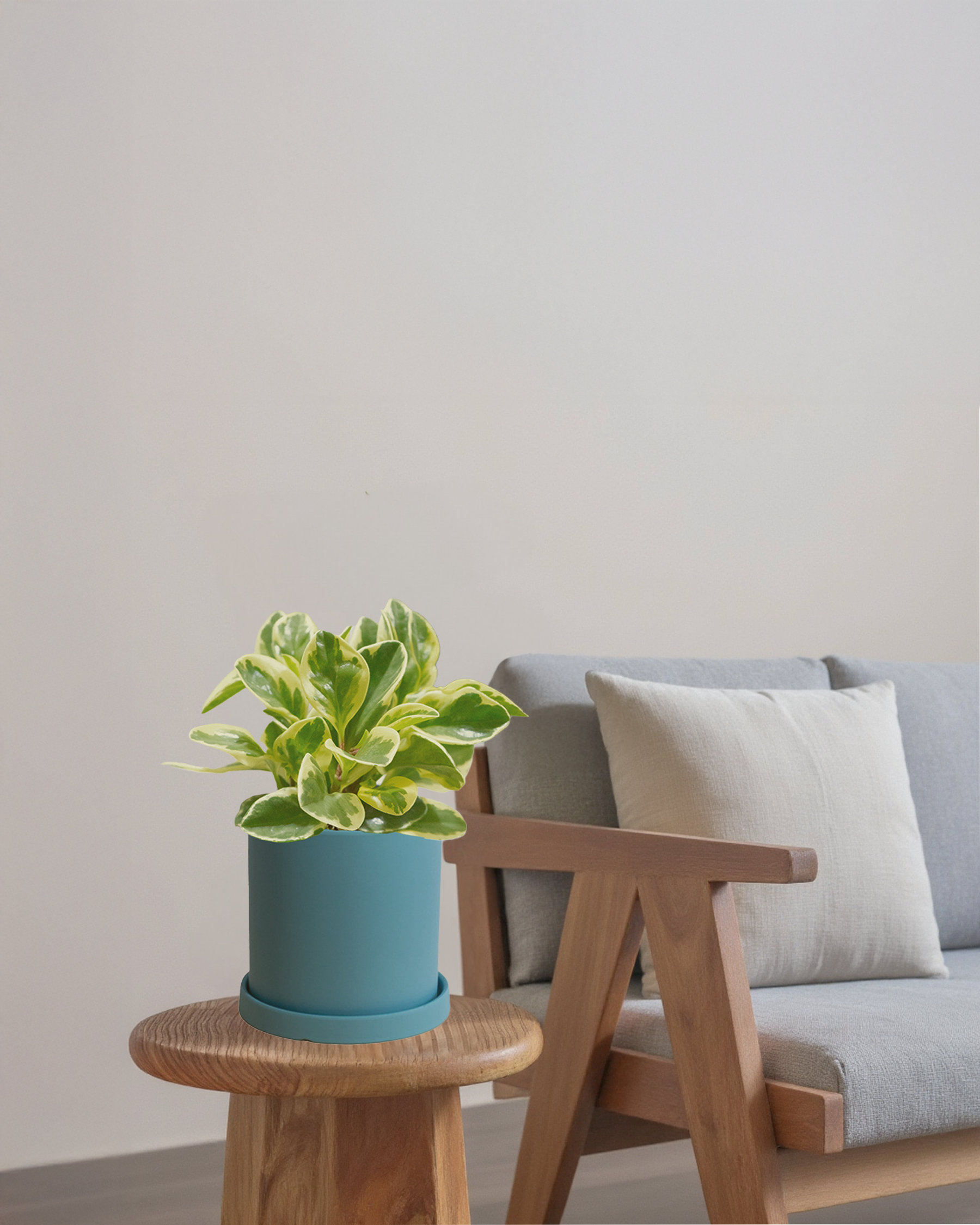 Peperomia Variegated