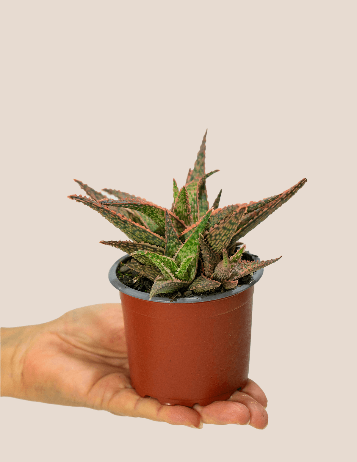 Pink Bush Aloe Cactus | Plantgems