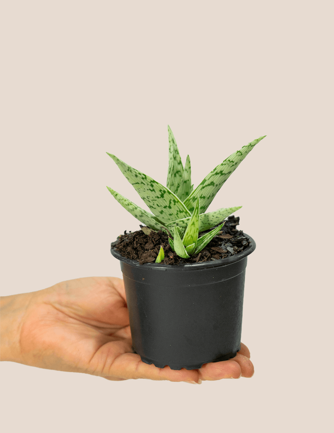White Beauty Aloe Cactus – Plantgems