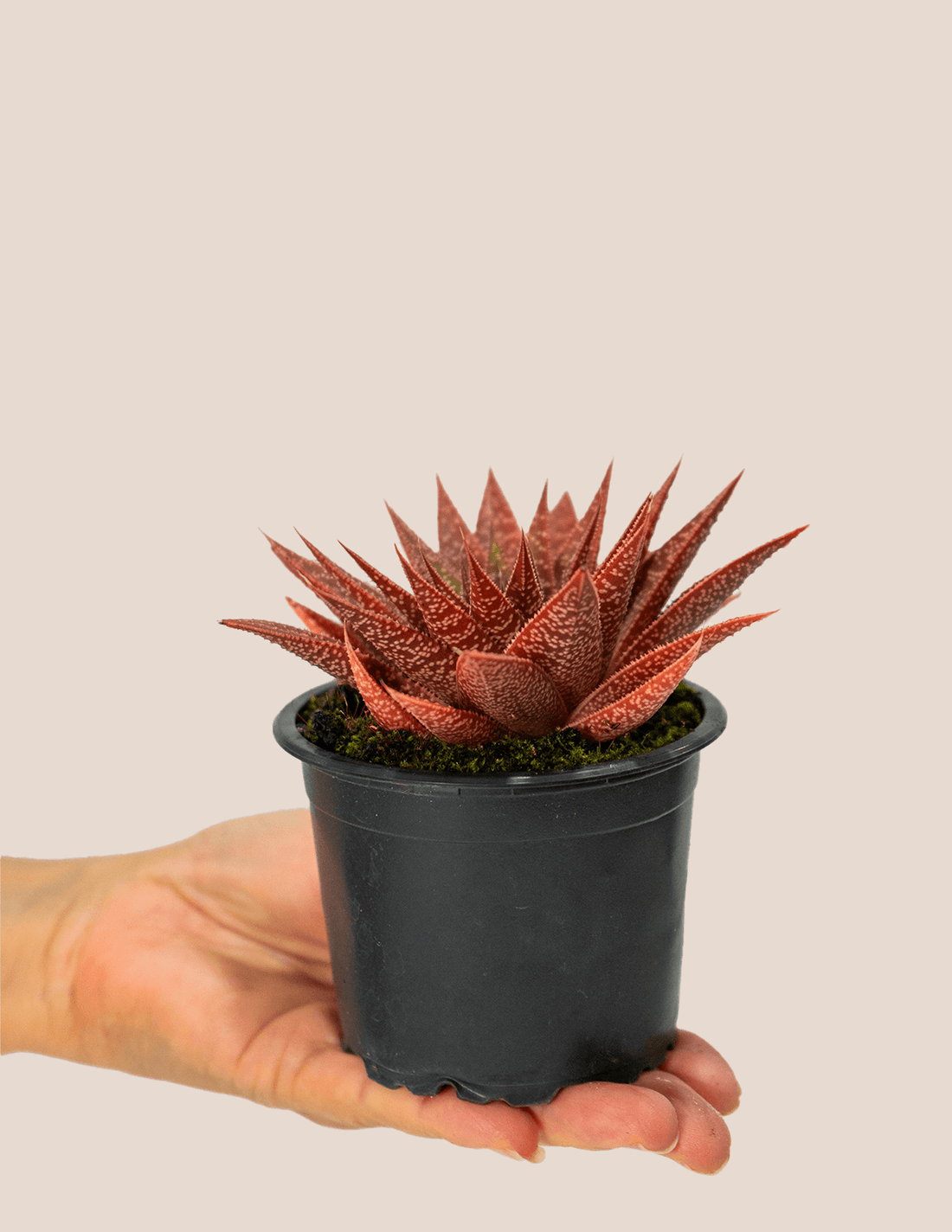 Red Gasteria Aloe Cactus – Plantgems