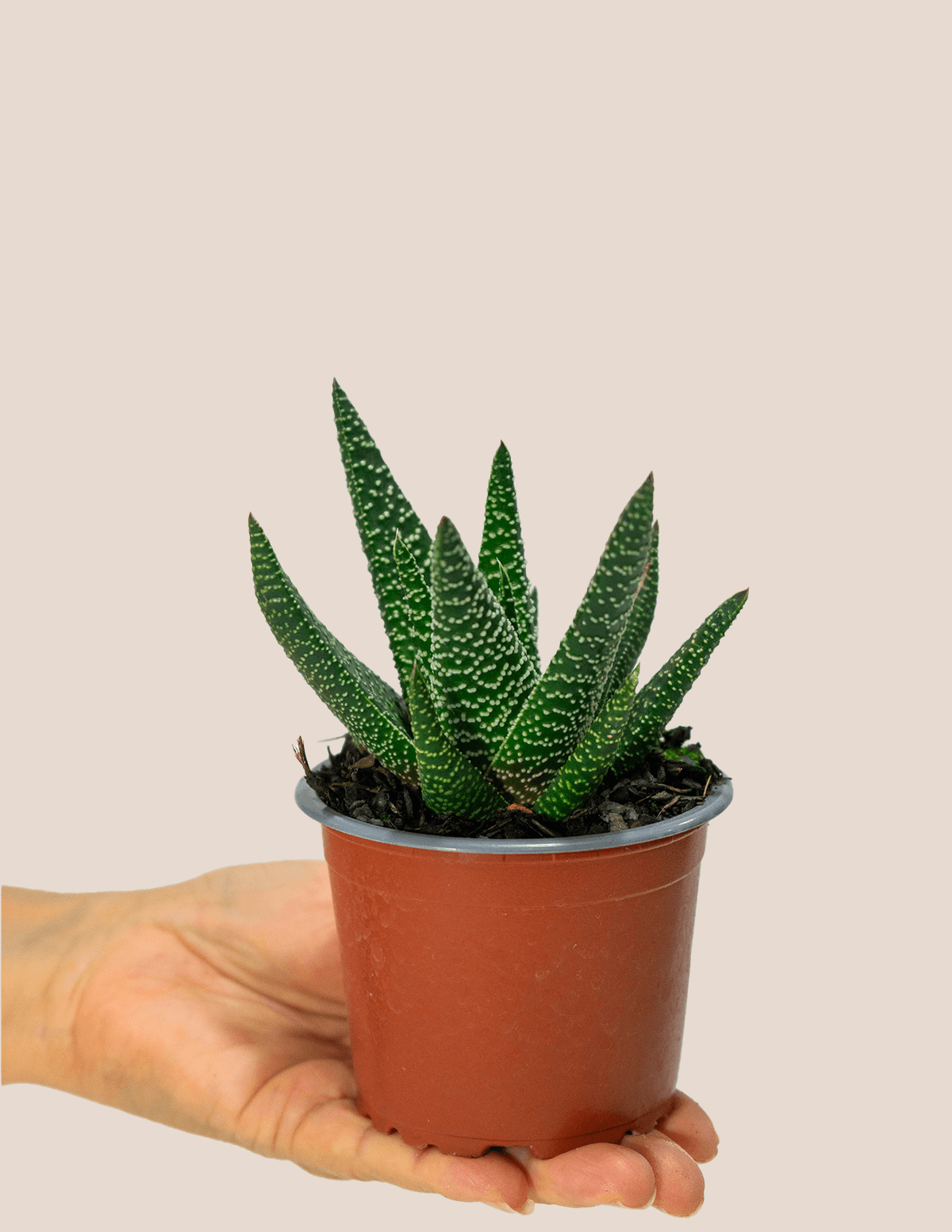 Royal Highness Gasterhaworthia Cactus – Plantgems