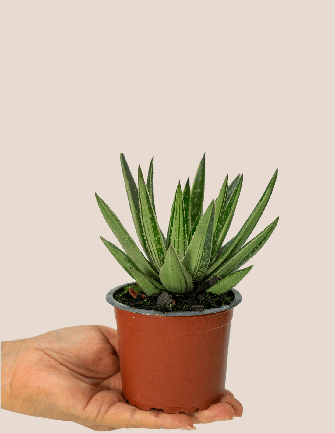 Bicolor Gasteria Cactus – Plantgems