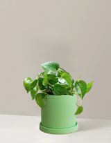 Pothos Green Dragon