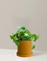 Pothos Green Dragon