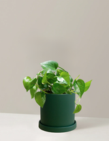 Pothos Green Dragon