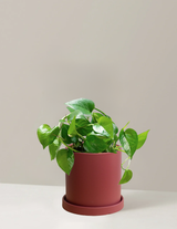 Pothos Green Dragon