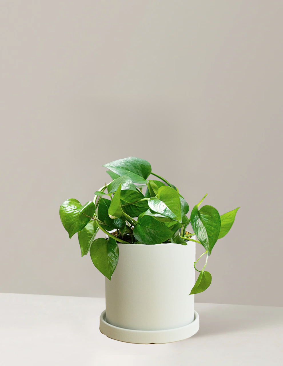 Pothos Green Dragon