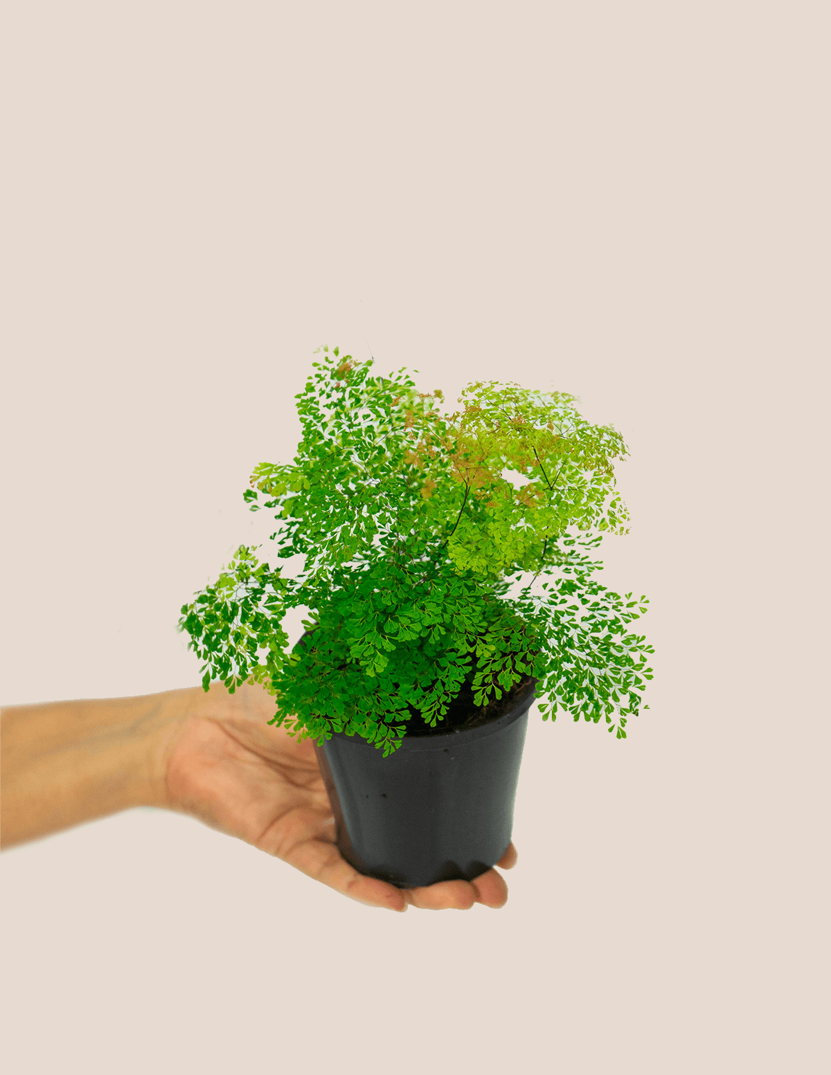 Charlotte Parvifolium Fern – Plantgems
