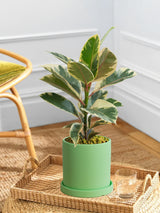 Ficus Elastica Tineke