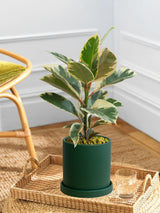 Ficus Elastica Tineke