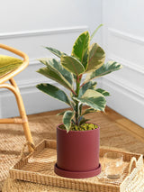 Ficus Elastica Tineke