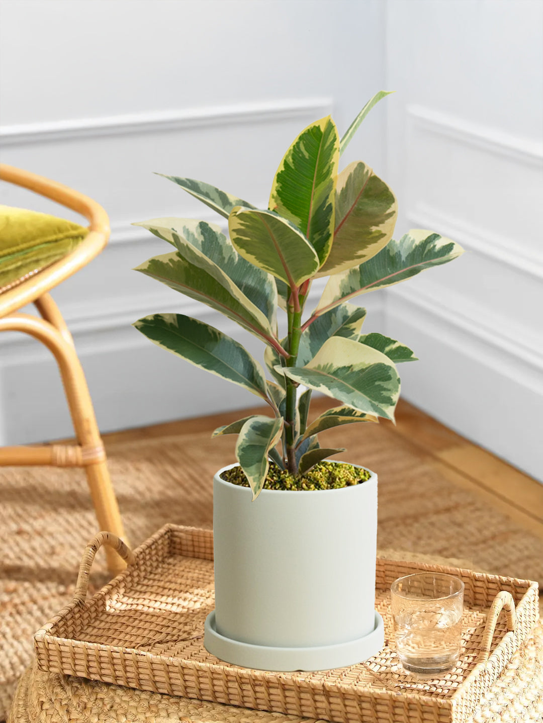 Ficus Elastica Tineke