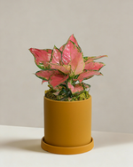 Aglaonema Auspicious Red