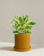 Peperomia Albo Marginata