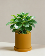 Peperomia Obtipan Green