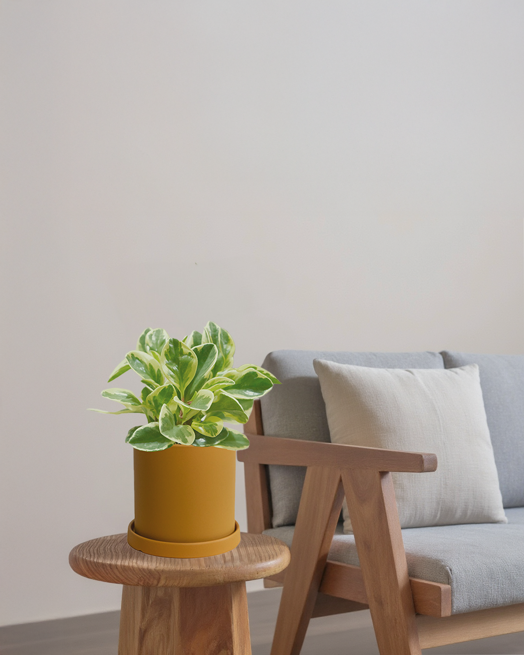 Peperomia Variegated