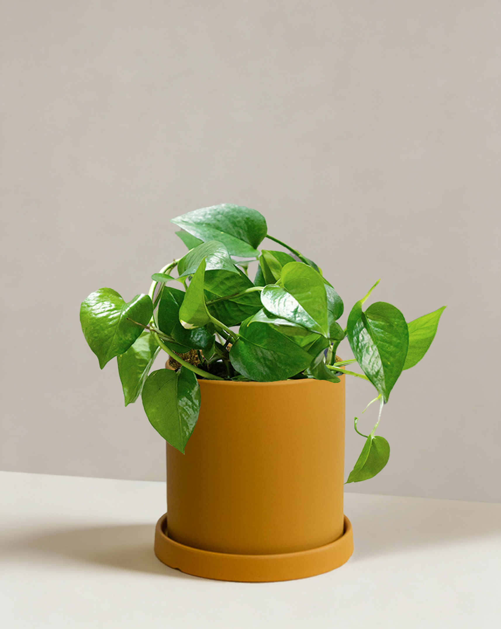 green dragon pothos Pothos Green Dragon | Dark Green Trailing Plant