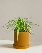 Spider Plant