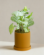 Syngonium Silver Fox