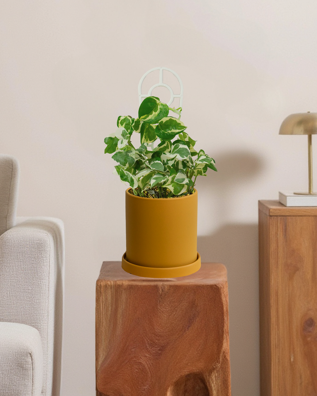 Pothos Snow Queen