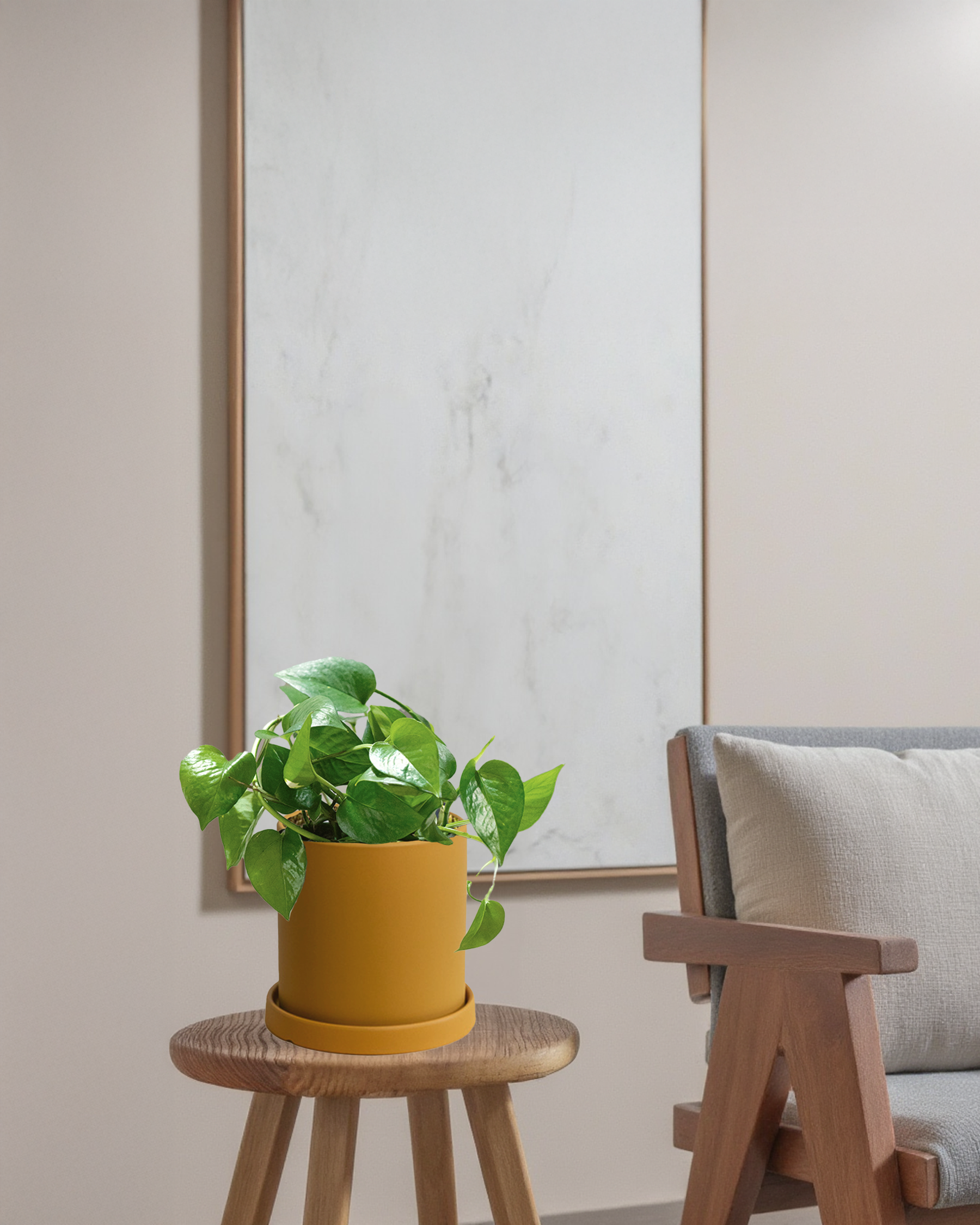 Pothos Green Dragon
