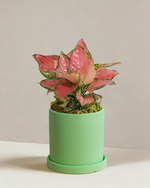 Aglaonema Auspicious Red