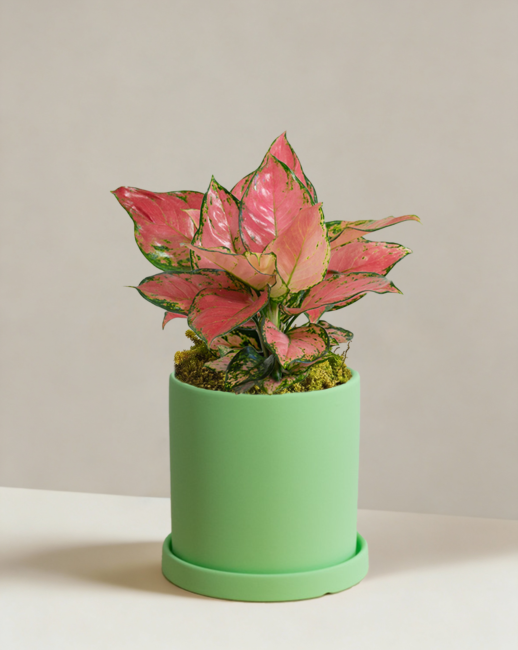 Aglaonema Auspicious Red | Red Chinese Evergreen