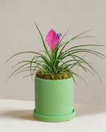 Tillandsia Cyanea