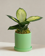 Dieffenbachia Tropic Marina